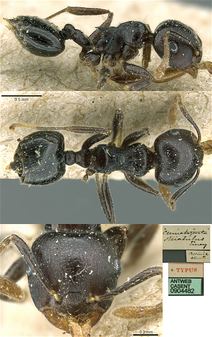 {Crematogaster striatula}