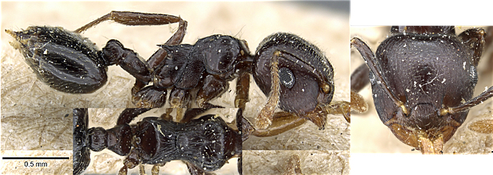 {Crematogaster striatula}