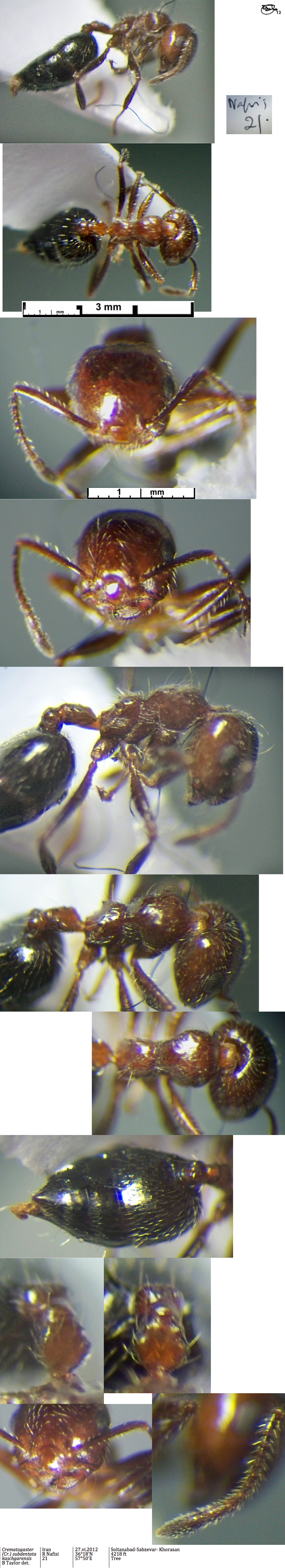 {Crematogaster subdentata major}