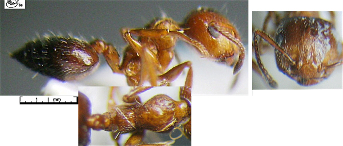 Crematogaster subdentata