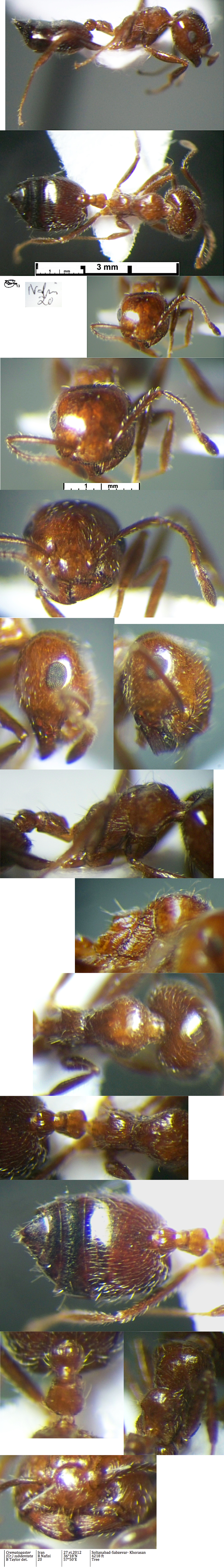 {Crematogaster subdentata major}