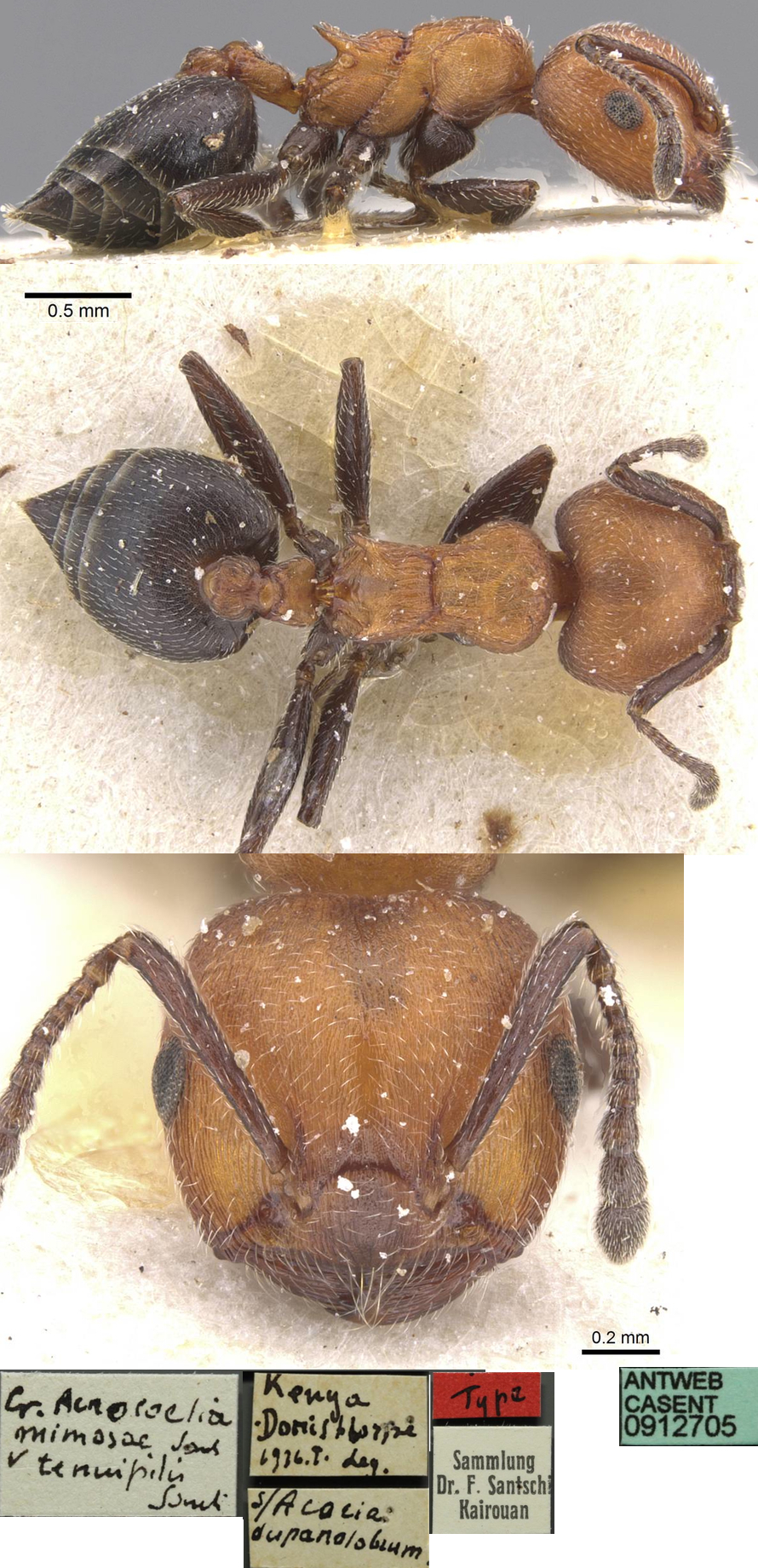 {Crematogaster tenuipilis}