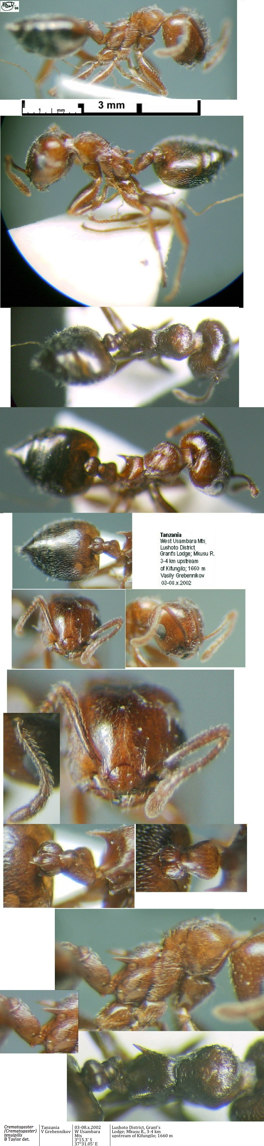 {Crematogaster (Cr.) tenuipilis}