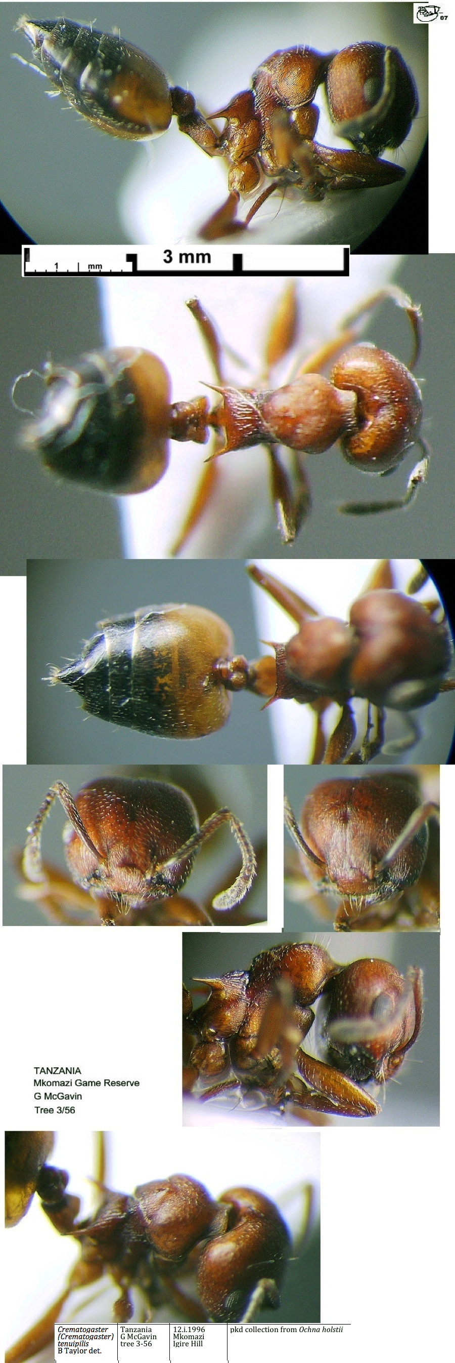 Crematogaster tenuipilis