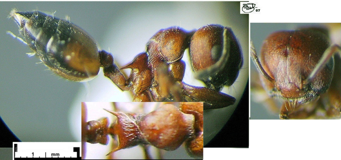 Crematogaster tenuipilis