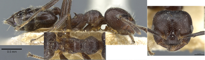 Crematogaster theta