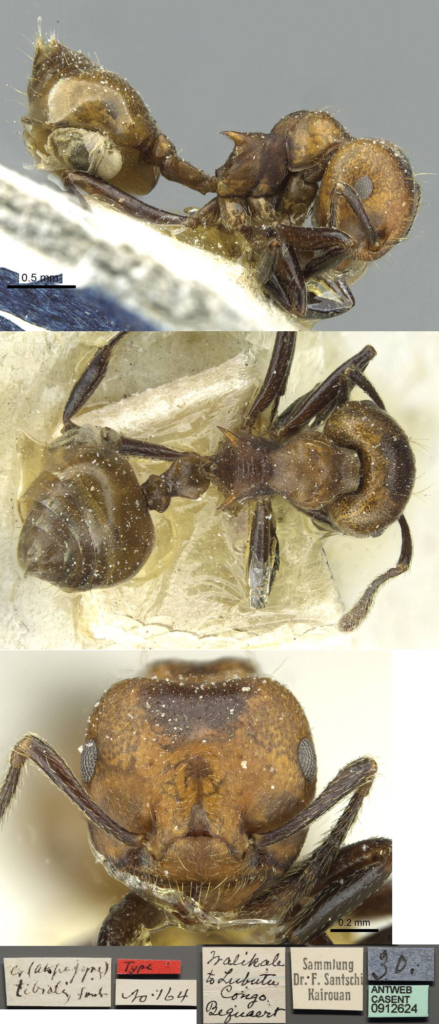 {Crematogaster tibialis}