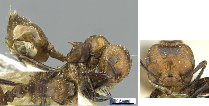 Crematogaster tibialis