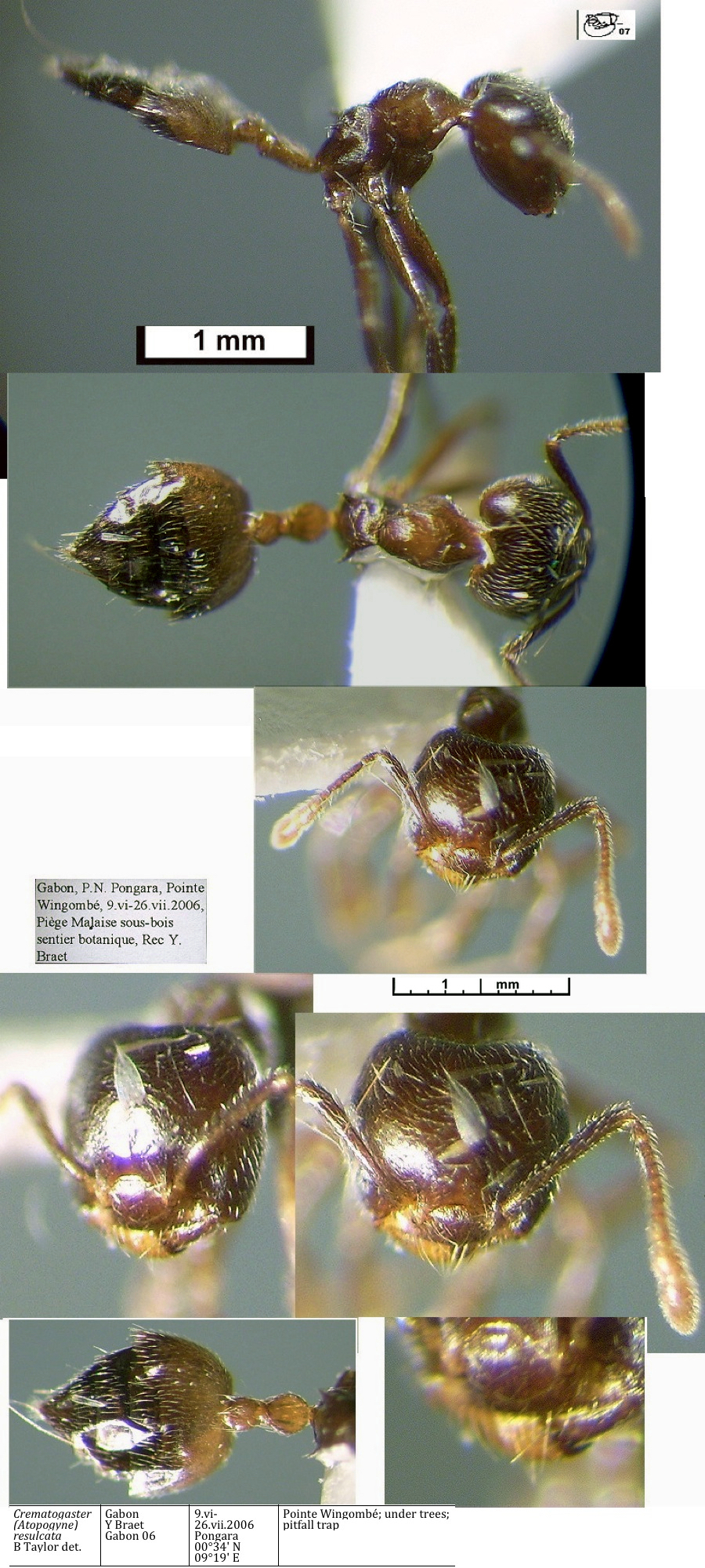 {Crematogaster resulcata minor}