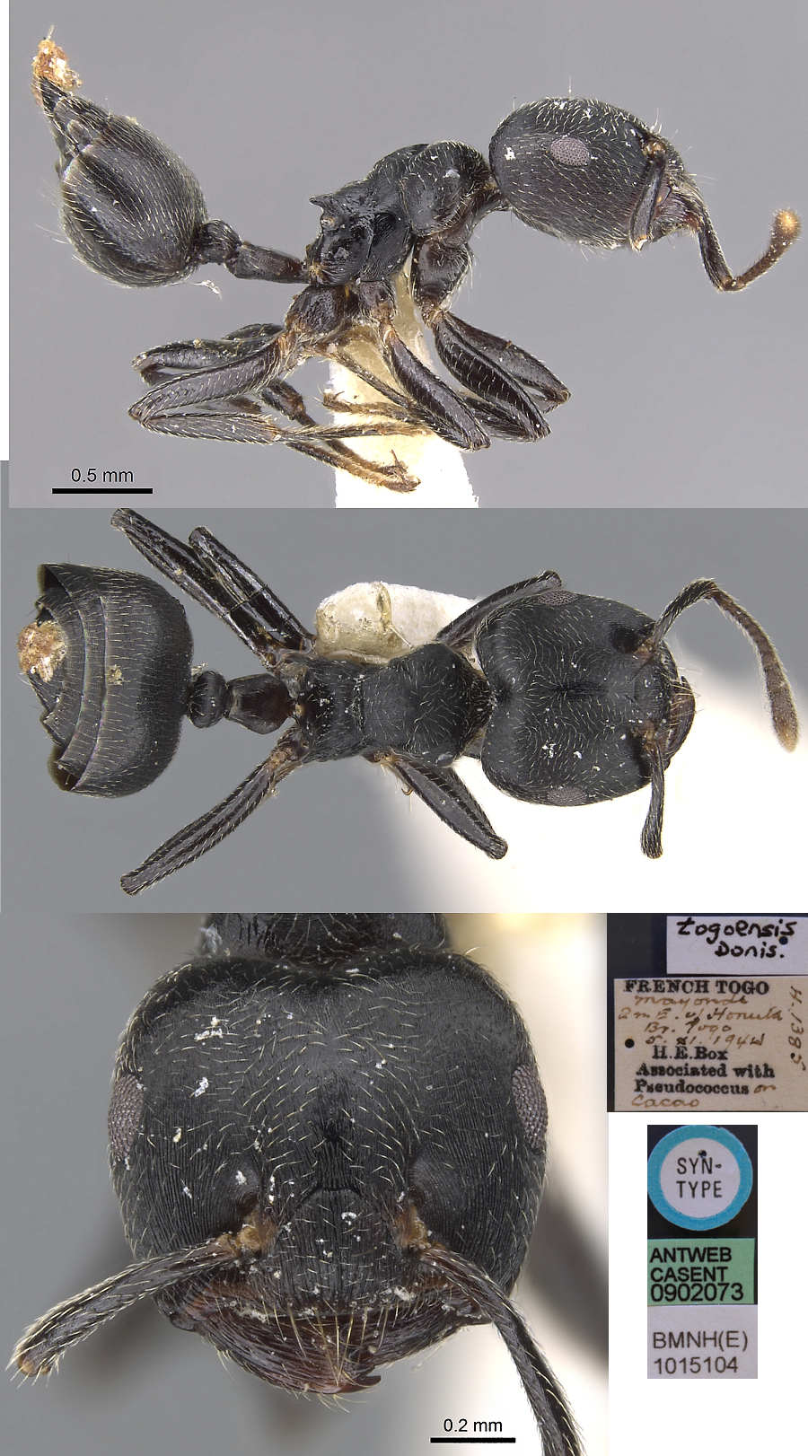 {Crematogaster togoensis}