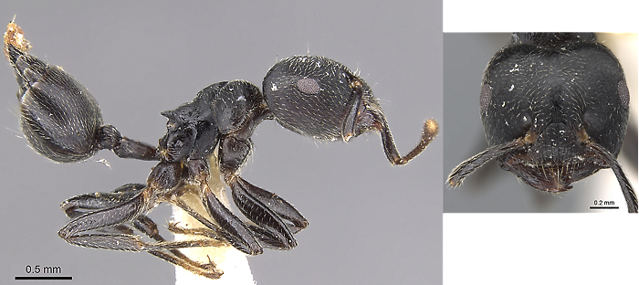 Crematogaster togoensis