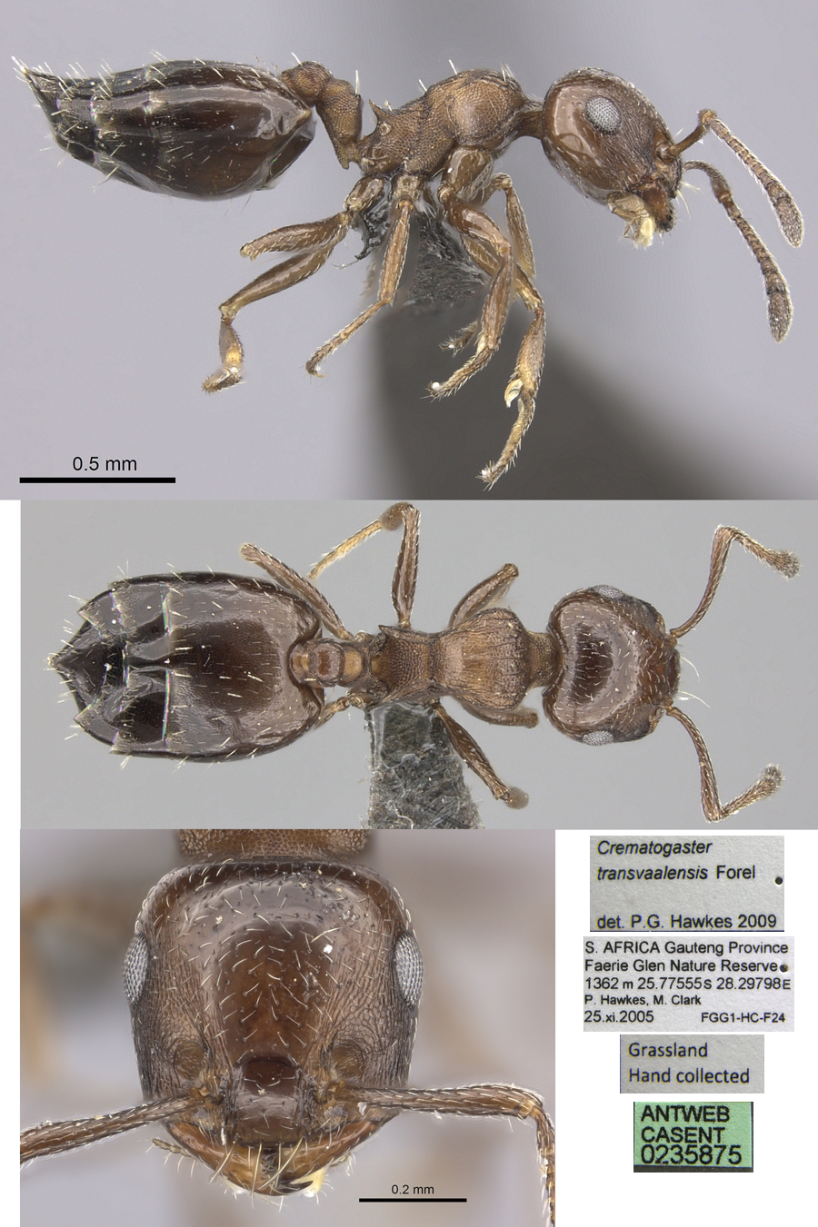 {Crematogaster transvaalensis}