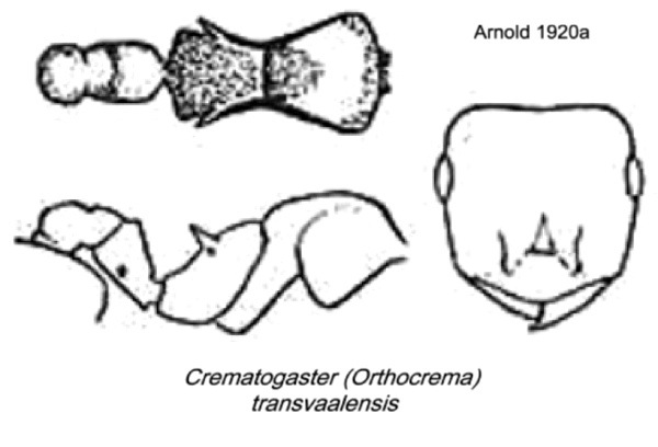 {Crematogaster transvaalensis}