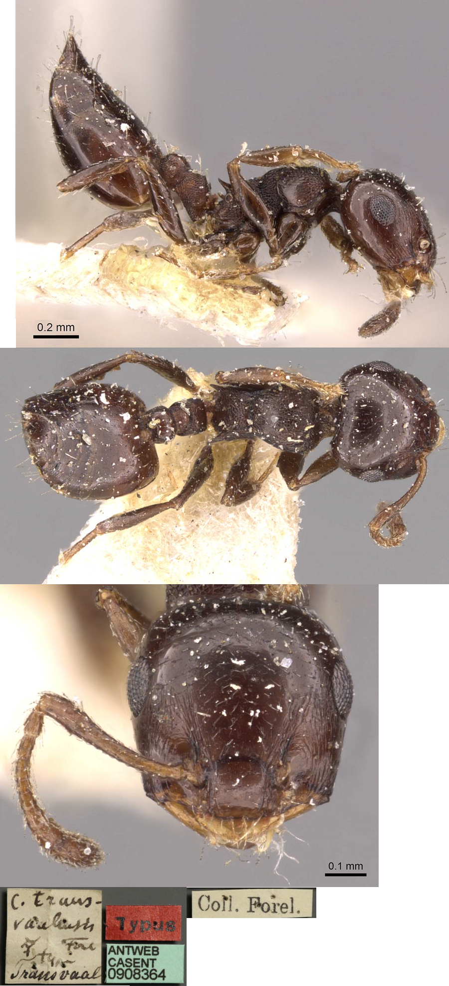 {Crematogaster transvaalensis}