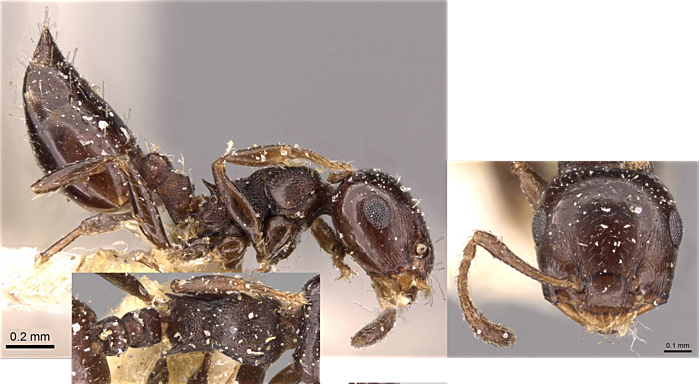 {Crematogaster transvaaalensis}