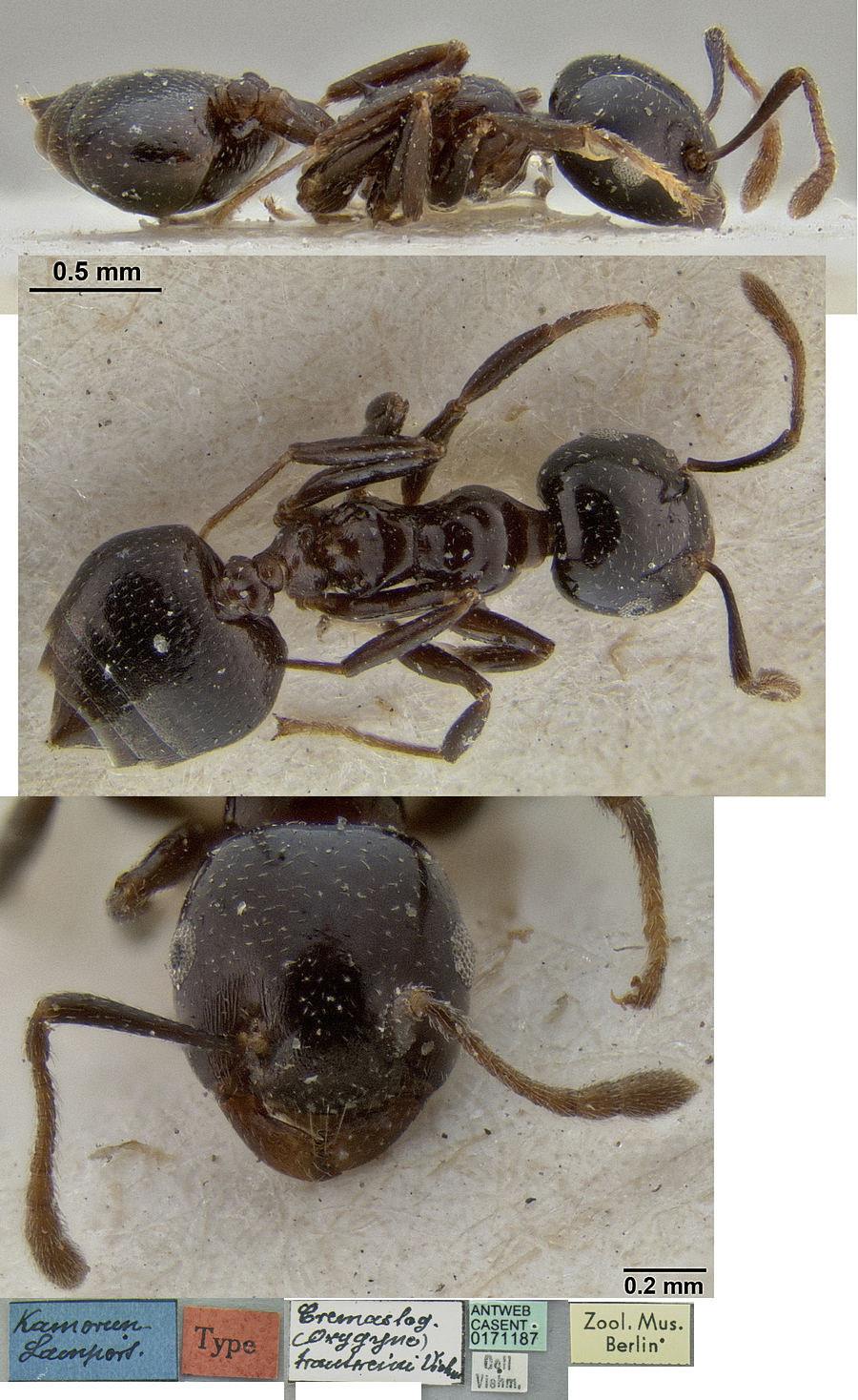 Crematogaster trautweini