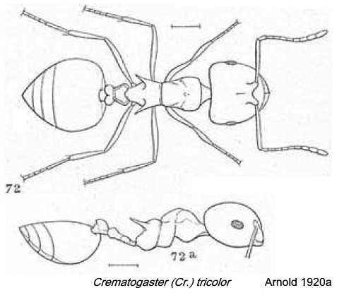 {Crematogaster tricolor}