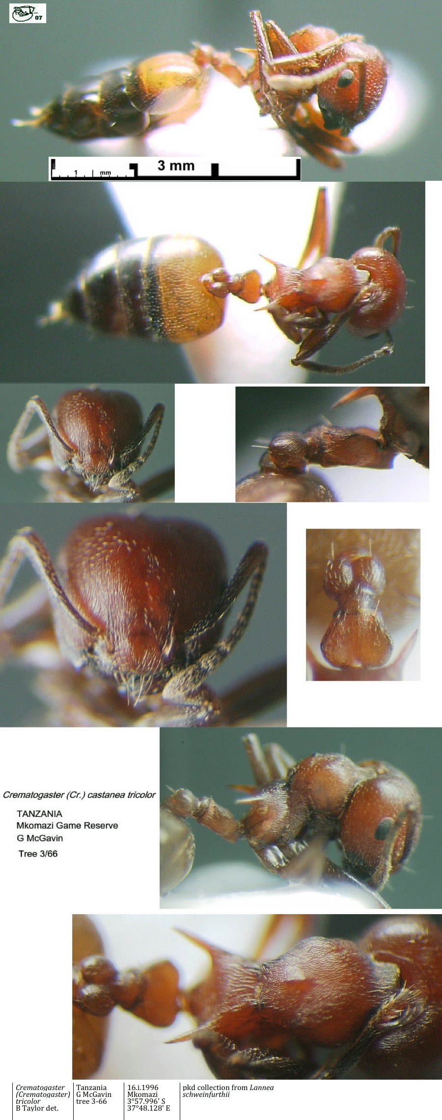 {Crematogaster tricolor}