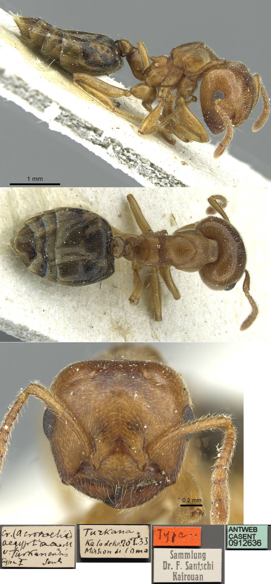 {Crematogaster turkanensis}