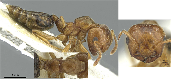 Crematogaster turkanensis