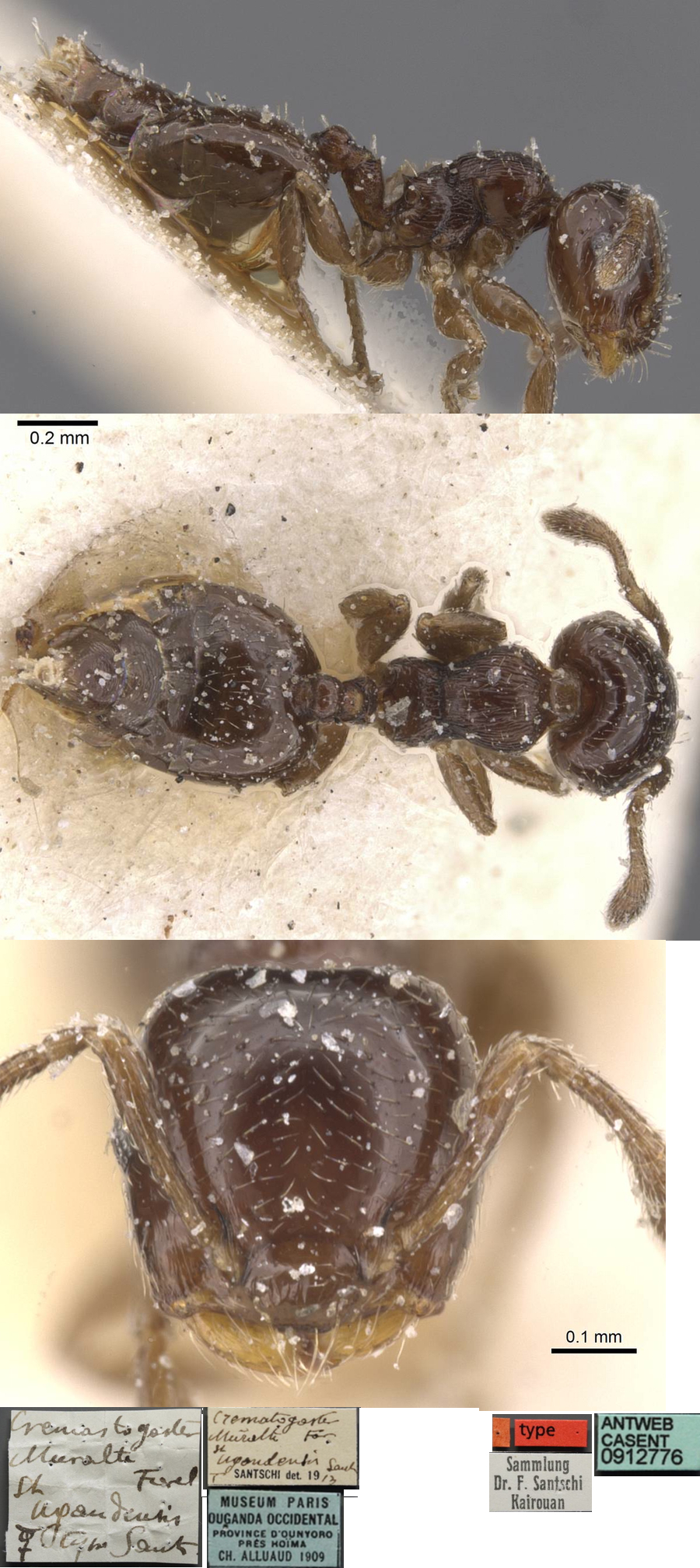 {Crematogaster ugandensis}