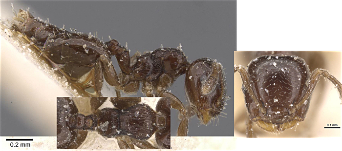 {Crematogaster ugandensis