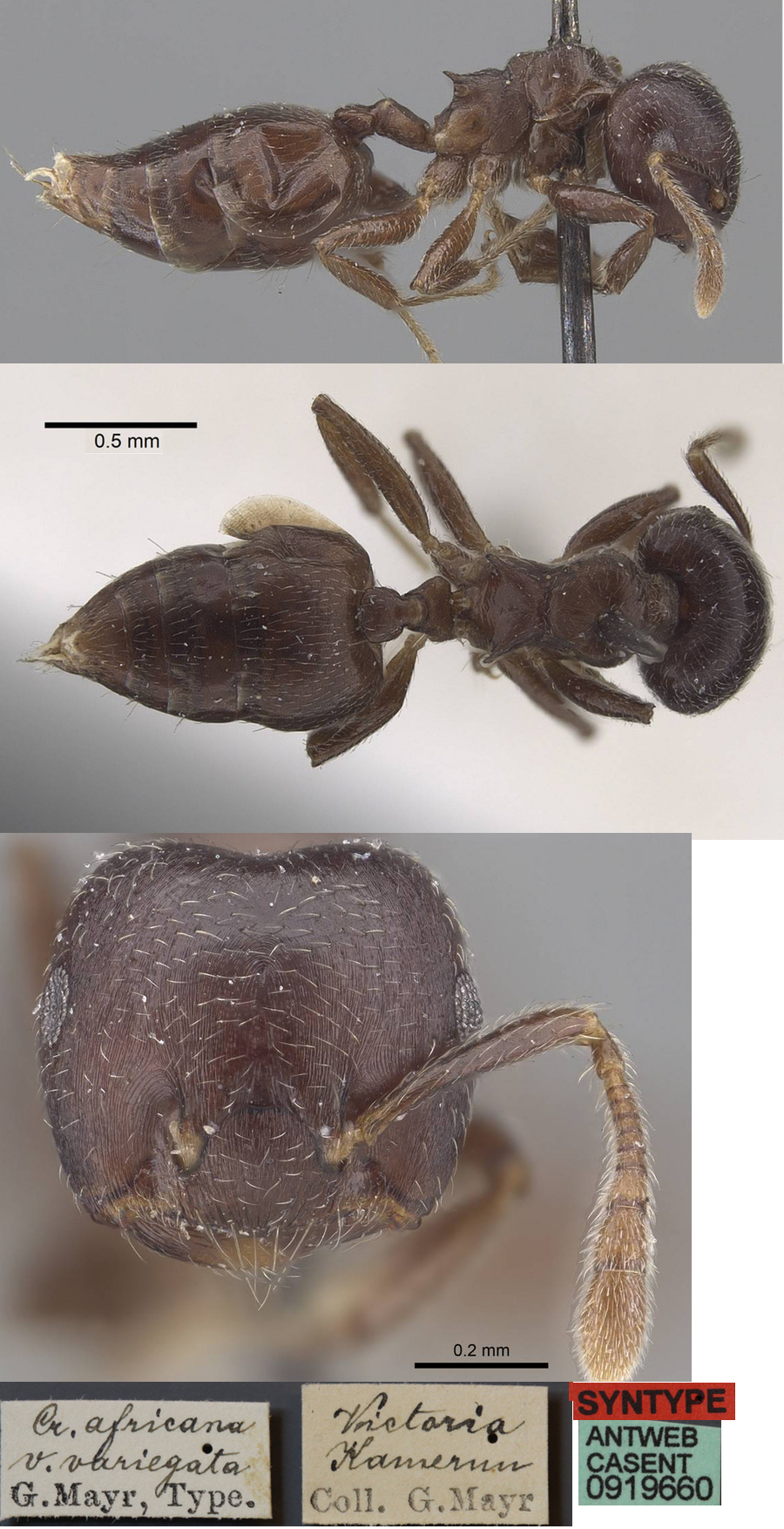 {Crematogaster variegata}