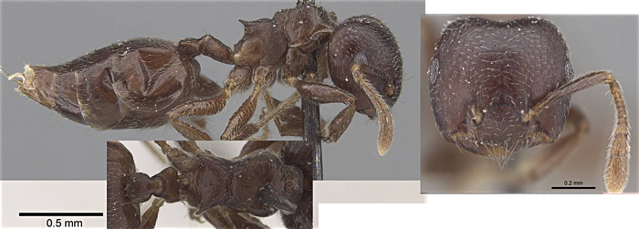 Crematogaster variegata