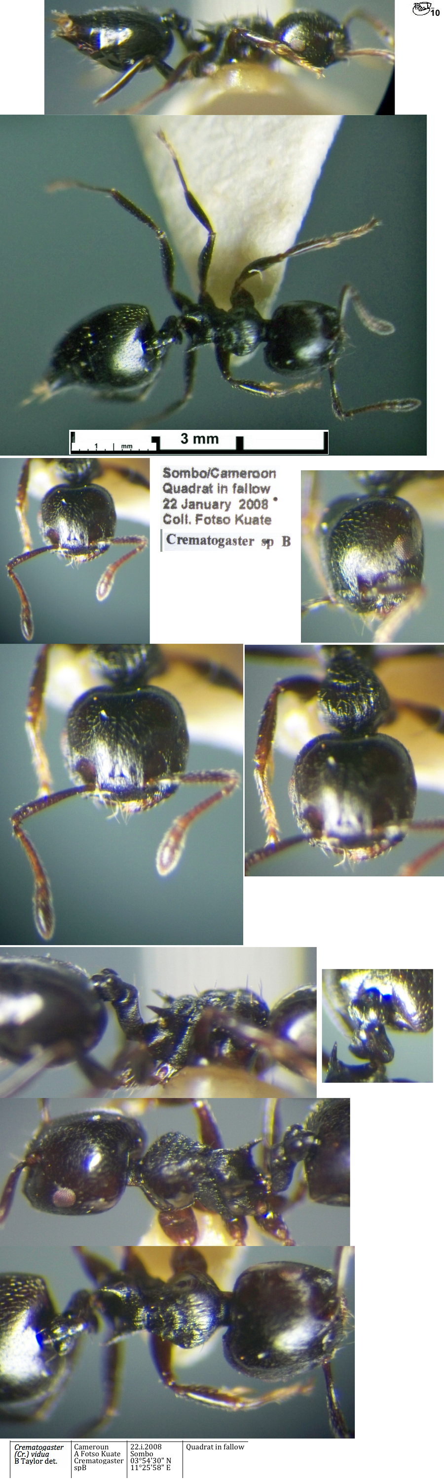 Crematogaster vidua small