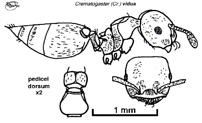 {Crematogaster (Cr.) sp 2}