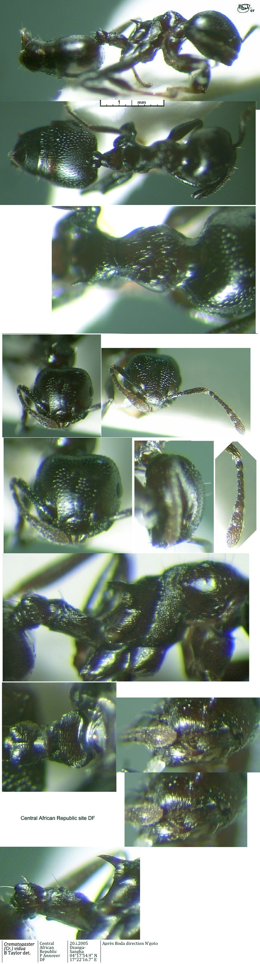 {Crematogaster vidua}