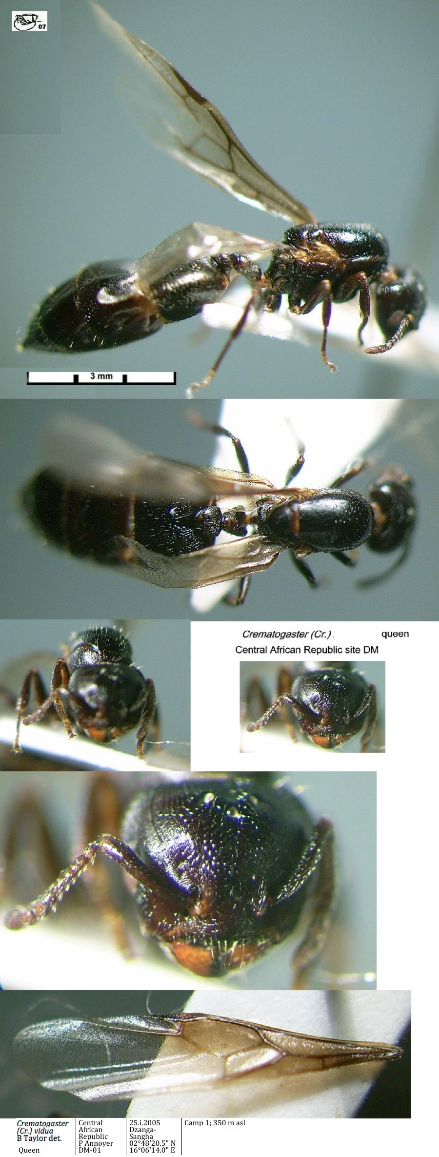 {Crematogaster vidua queen}