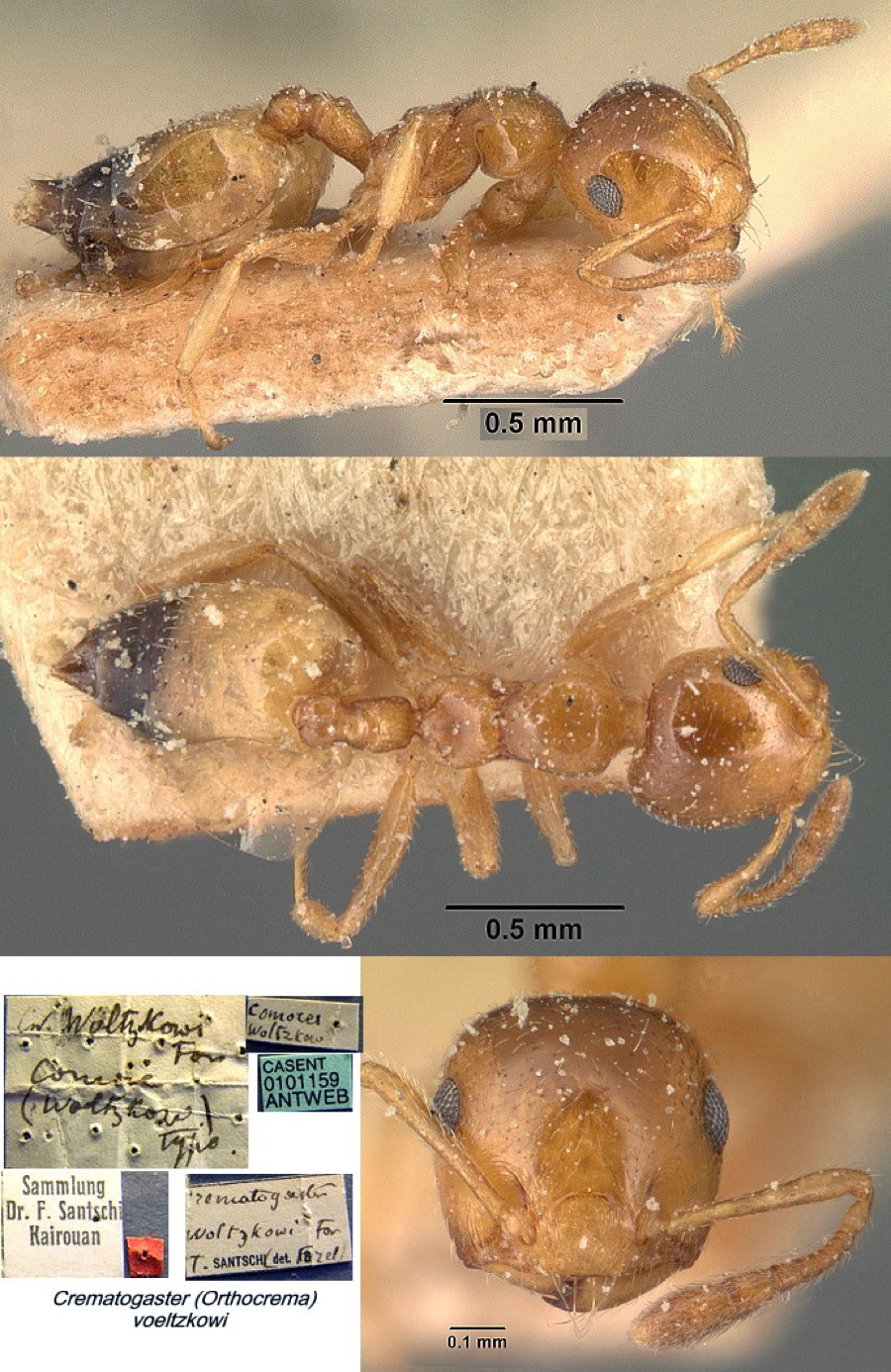 {Crematogaster (Orthocrema) voeltzkowi}