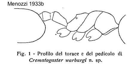 Crematogaster warburgi