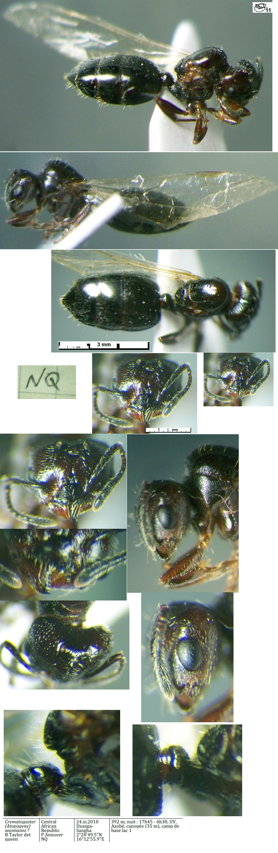 Crematogaster wasmanni