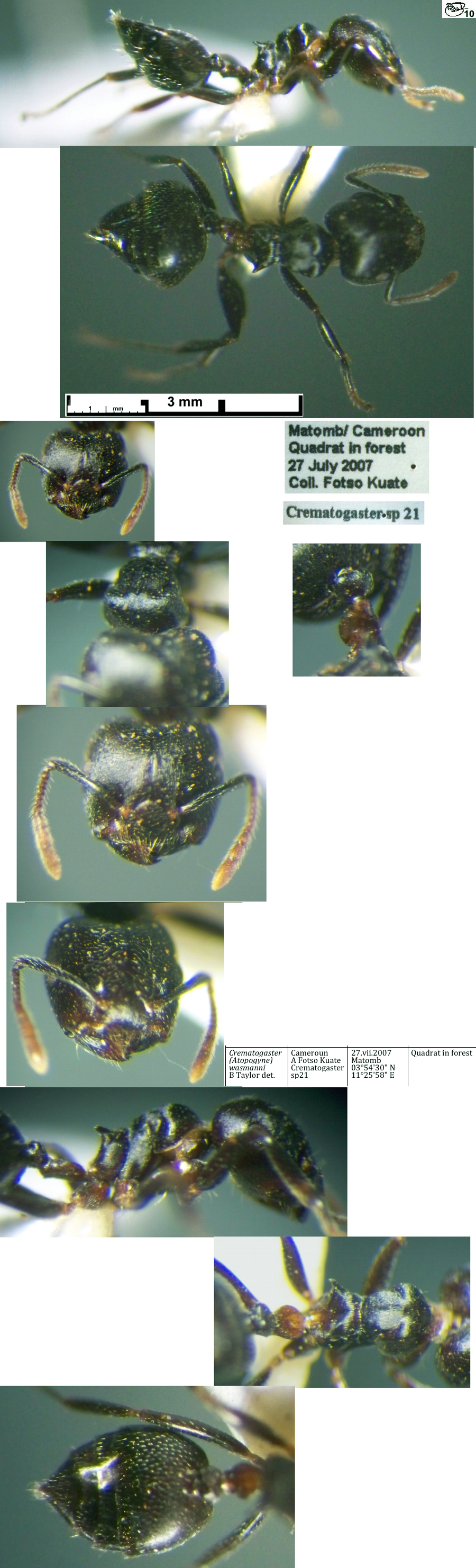 Crematogaster wasmanni