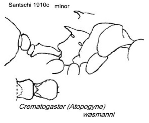 {Crematogaster wasmanni}