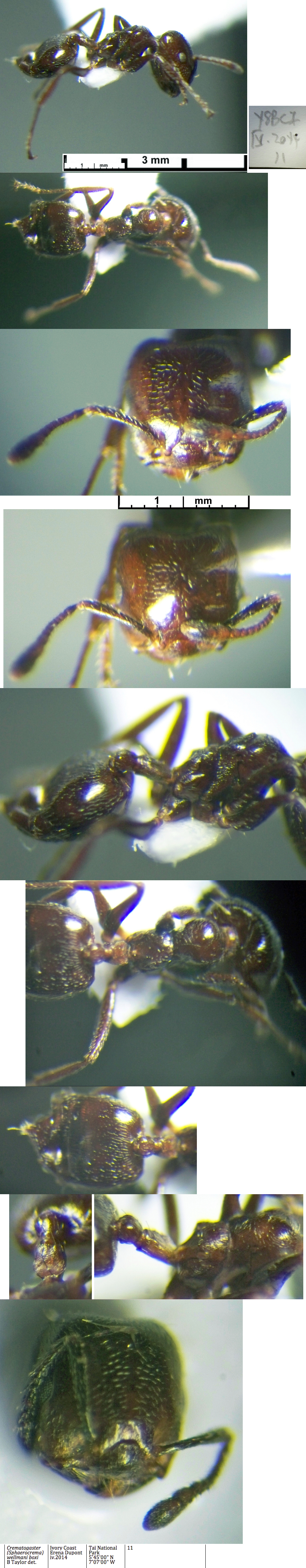 Crematogaster wellmanni boxi