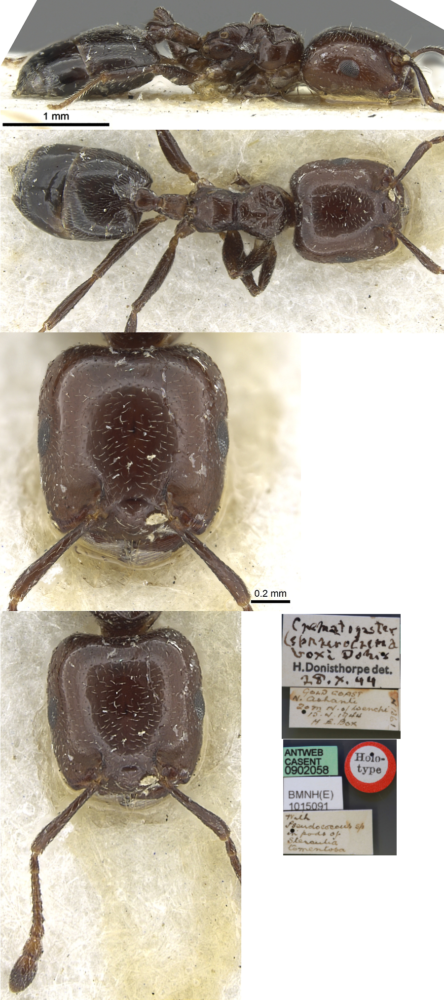 {Crematogaster boxi}