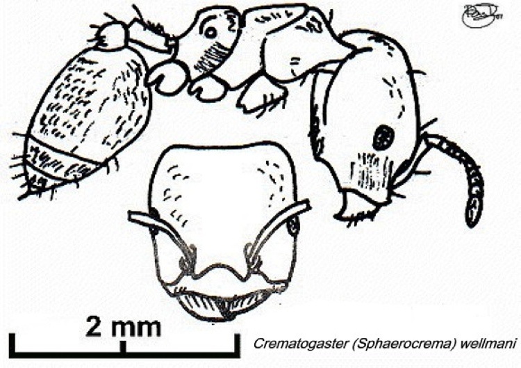 {Crematogaster wellmani}