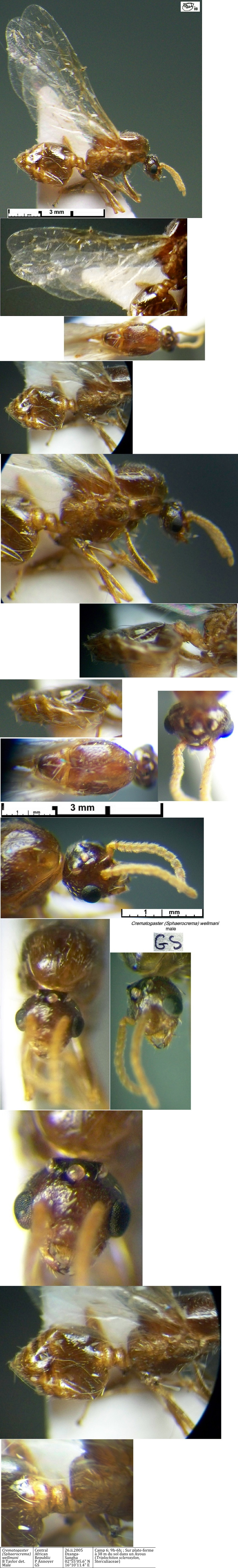 {Crematogaster wellmani male}