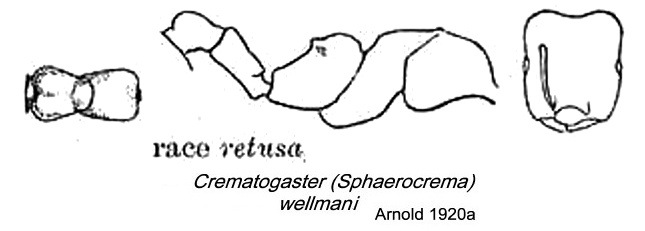 {Crematogaster wellmani retusa}