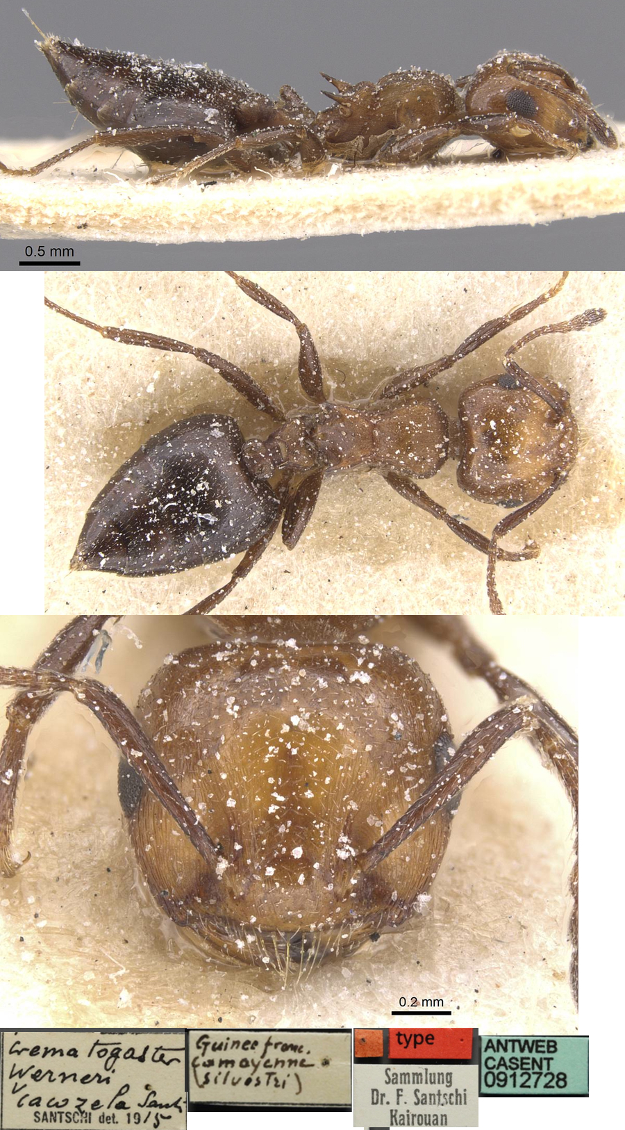 {Crematogaster werneri cacozela}