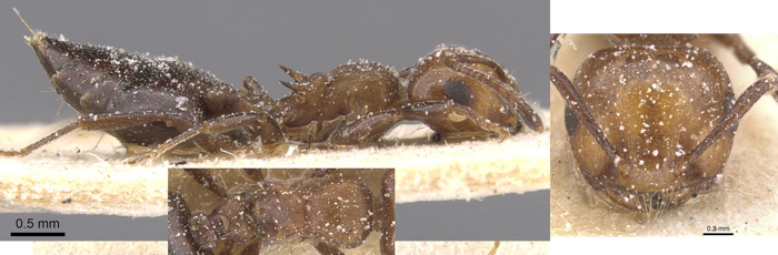 Crematogaster werneri cacozelan