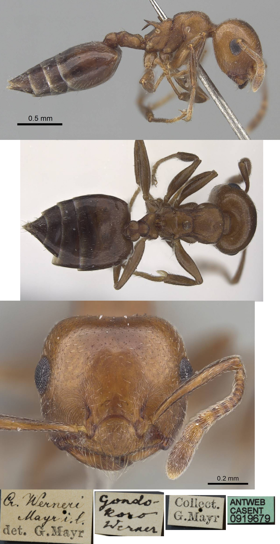 {Crematogaster werneri}