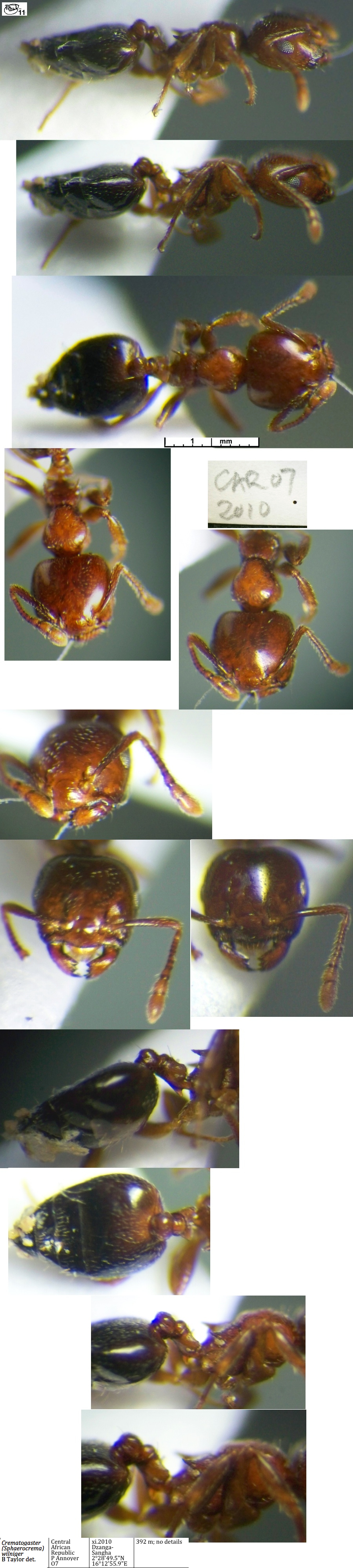 {Crematogaster wilniger}