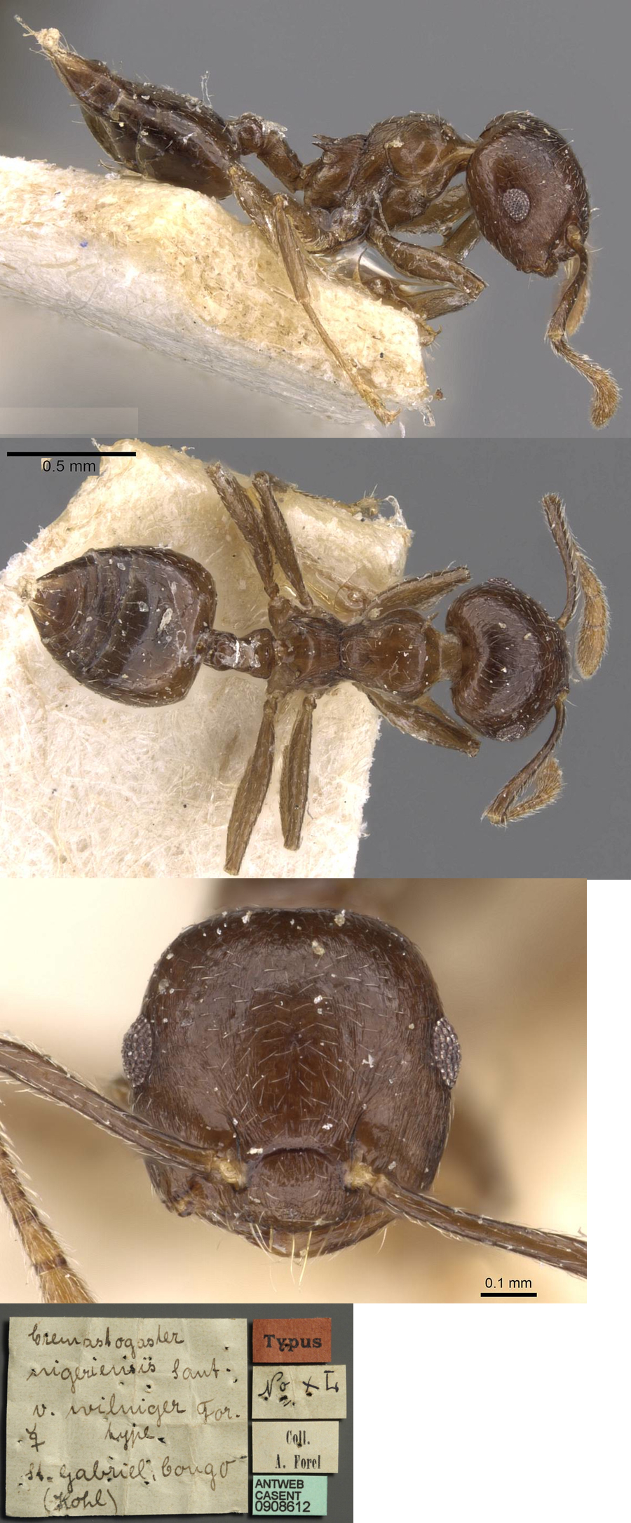 {Crematogaster wilniger}