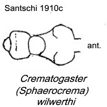 {Crematogaster wilwerthi}