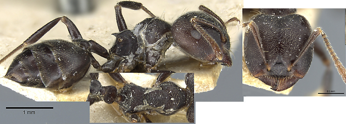 Crematogaster winkleri