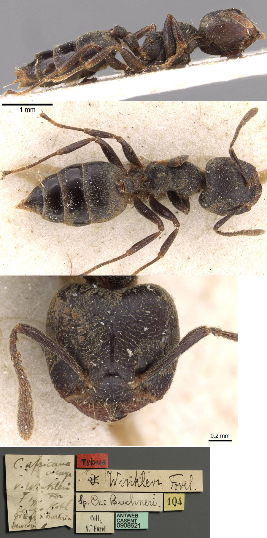 {Crematogaster winkleri}